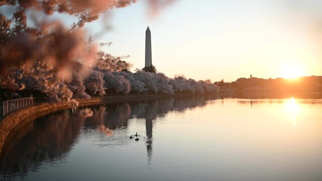 sunrise over the tidal basin during the cherry blossom - Washington DC