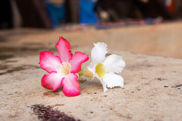 Beautiful pink flowers and white flowers of Adenium obesum, on old concrete floor. it is commonly...