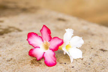 Beautiful pink flowers and white flowers of Adenium obesum, on old concrete floor. it is commonly...