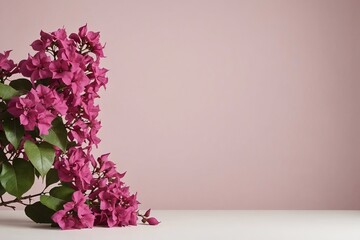 Fototapeta premium full framed beautiful Bougainvillea flowers, copy space , studio shot