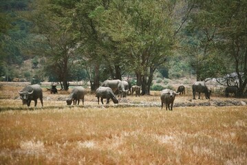 Fototapeta premium The buffaloes gazing grass in a hot day. 