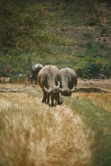The buffaloes gazing grass in a hot day. 
