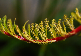 close up of a fern