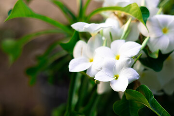 Plumeria flowers, white plumeria also known as frangipani, with green leaves in the garden, taken in Myanmar.
