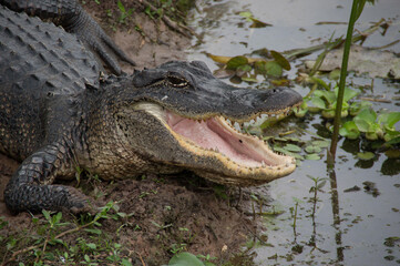 alligaator with open mouth