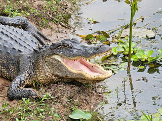 Alligator with open mouth