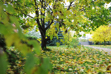 Beautiful autumn landscape with yellow trees and sun. Colorful foliage in the park. Falling leaves natural background