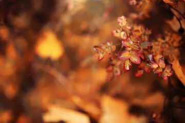 Lively closeup of falling autumn leaves with vibrant backlight from the setting sun