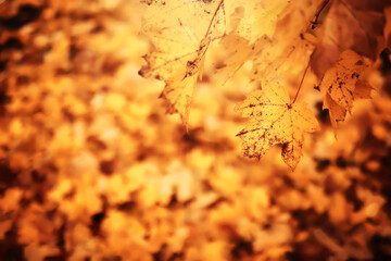 Lively closeup of falling autumn leaves with vibrant backlight from the setting sun