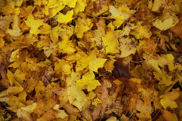 Beautiful autumn landscape with yellow trees and sun. Colorful foliage in the park. Falling leaves natural background