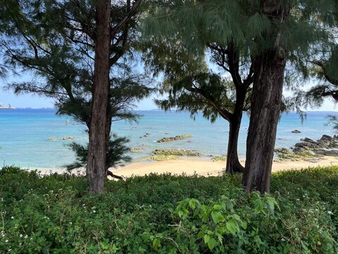 tree on the beach okinawa kin