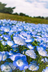 満開のネモフィラ