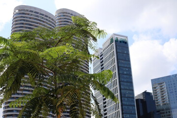 Buildings and structures in Tel Aviv against the background of branches and leaves of tall trees.