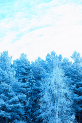 Winter atmospheric landscape with frost-covered dry plants during snowfall. Winter Christmas...