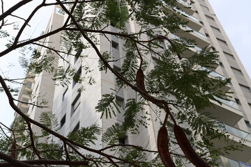 Buildings and structures in Tel Aviv against the background of branches and leaves of tall trees.