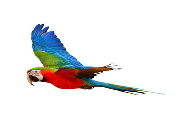 Colorful flying Harlequin Macaw parrot isolated on transparent background png file