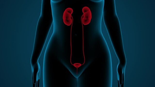 Female Urinary System Kidneys with Bladder Anatomy