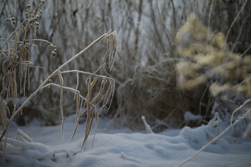 White snow on a bare tree branches on a frosty winter day, close up. Natural background. Selective botanical background.