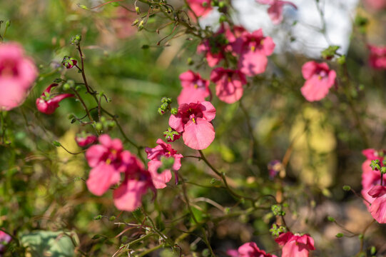 Diascia fetcaniensis pink purple flowering twinspur plant, group of small flowers in bloom, green leaves