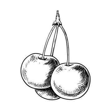 Cherry sketch vintage ink food drawing