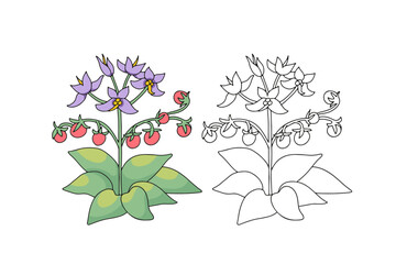 Monochrome and colorful Canary islands stylized wild Tenerife nightshade flower motif isolated on white background