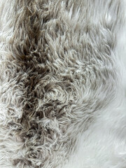Close up texture of animal fur with gradient from gray to white, detailed natural background for design and print.