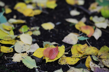 Lively closeup of falling autumn leaves with vibrant backlight from the setting sun