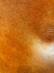 Close up macro texture of brown and white cowhide, detailed animal fur pattern for fashion and upholstery design.