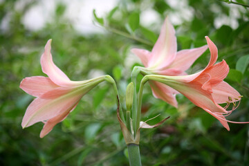 Pink colored Striped Barbados lily (Hippeastrum striatum) in bloom : (pix Sanjiv Shukla)