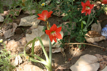 Red colored Striped Barbados lily (Hippeastrum striatum) in bloom : (pix Sanjiv Shukla)