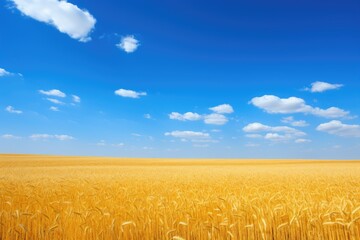 Naklejka premium Scenic view of a golden wheat field under a blue sky with fluffy clouds