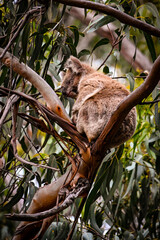 Fototapeta premium Landscapes