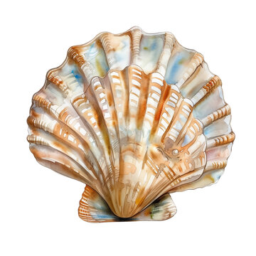 recommend clip art: Pearl seashell watercolor clipart illustration on transparent background
