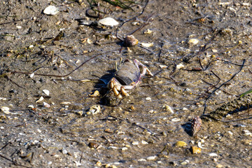 Fiddler Crab, Uca pugnax or tangeri at Ria Formosa Nature Park, Algarve. Portugal.