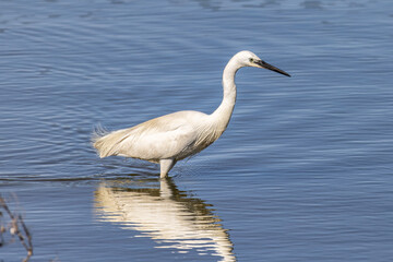 The little egret, Egretta garzetta in Ria Formosa Natural Reserve, Algarve Portugal