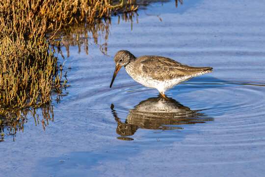 Spotted Redshank, Tringa erythropus looking for food in a beach at Quinta do Lago, Ria Formosa in Portugal