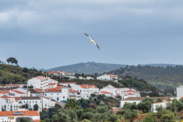 White stork flying over the river Rio Guadiana at Mertola, Algarve, Portugal.