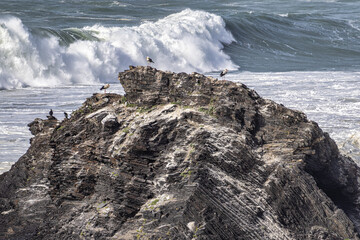 White storks in their nest on a cliff along the coastline of Odeceixe, Algarve, Portugal.