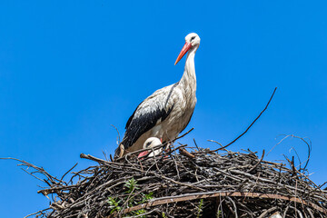 White Storks, Ciconia ciconia at Povoa e Meadas Dam in Castelo de Vide, Alentejo, Portugal
