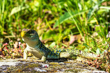 An Iberian emerald lizard, Lacerta schreiberi at Lindoso, Peneda Geres in Portugal