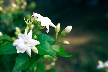 beautiful blooming white jasmine flowers, it is in the front of the house garden. taken in the...