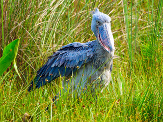 A shoebill bird (Balaeniceps rex) in the Mabamba Swamp on Lake Victoria near Entebbe.