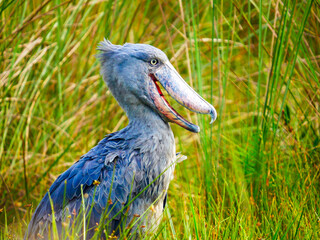 A shoebill bird (Balaeniceps rex) in the Mabamba Swamp on Lake Victoria near Entebbe.
