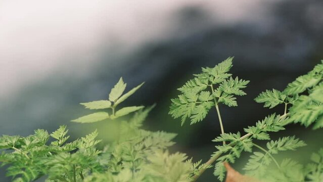 渓流の近くに自生する植物
