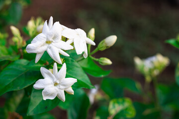beautiful blooming white jasmine flowers, it is in the front of the house garden. taken in the countryside, Myanmar.