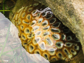 A small orange-colored dome of Shallow water brain coral in the shallow water of the southern Bay...