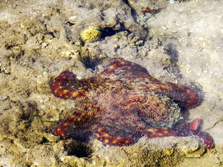 A red octopus on the muddy and rocky intertidal zone next to the Coral reef of Ponta Torres at Inhaca Island, Mozambique.