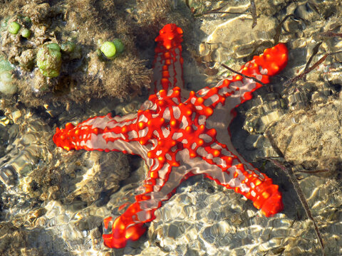A red, pink and yellow beaded starfish in the intertidal zone on the Maputo Bay side of Inhaca Island, Mozambique