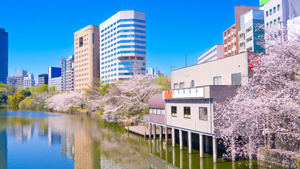 Japanese spring scenery. Sotobori Park, a famous cherry blossom viewing spot in Tokyo.