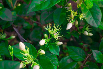 beautiful jasmine buds flowers, it is in the front of the house garden. taken in the countryside, Myanmar.